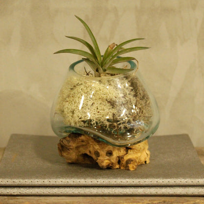 Small Molten Glass Decorative Bowl on Natural Wood Base product image 6, showing the distinctive design and materials
