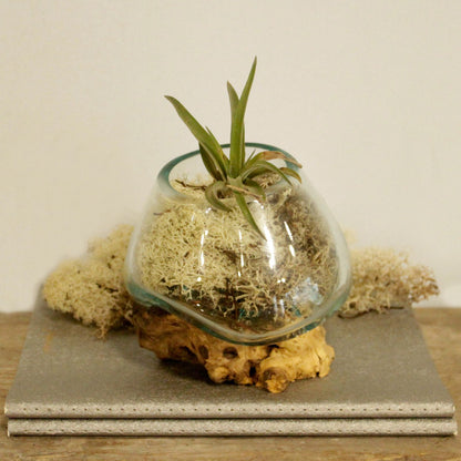 Small Molten Glass Decorative Bowl on Natural Wood Base product image 5, showing the distinctive design and materials